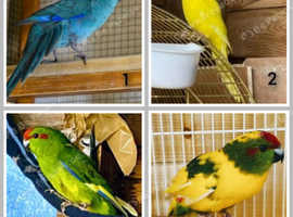 Kakariki Parrots