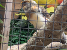 male red agathe canary and female colour canary