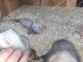Baby ferrets