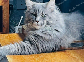 Stunning Maine coons
