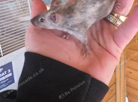 Fancy mice, males and females