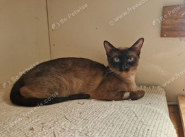 Siamese  X Bengal