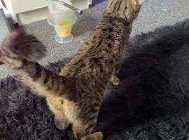Cat far sale