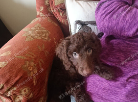 Beautiful Chocolate Brown Cockapoo Puppy