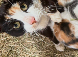 Beautiful kittens 12 weeks