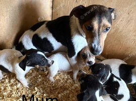 We have 4 beautiful miniature jack russell puppies