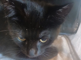 Russian black kitten for sale