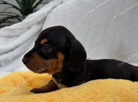 Miniature Dachshund