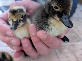 Shetland ducklings rare breed