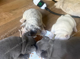 4 frenchie pups for sale