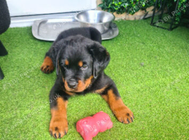 Rotweiler puppy