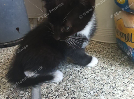 Female 8 week old kittens