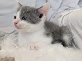 Striking Blue and White male kitten     RE AVAILABLE    Ready to Leave