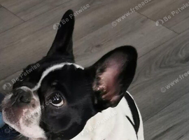 French bulldog puppy