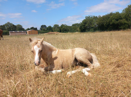 Palomino Filly