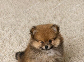 Pomeranian puppy