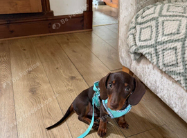 miniature dachshund 4 months