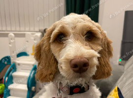 6 month old Cockerpoo Girl F2b