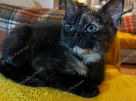 Maincoon X reduced price last one left black female