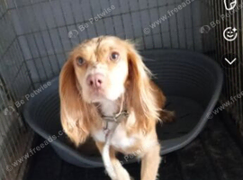 Bella cocker spaniel