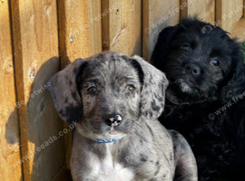 Cookerpoo mixed breed