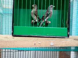 Finches mule Glasgow