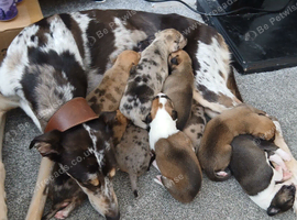 Boy lurcher pup