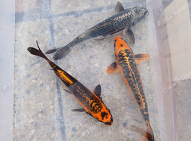 I have 4 ghost koi