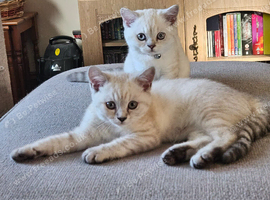 2 GCCF Registered British Shorthair Kittens For Sale