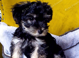 Beautiful Morkie Poo pups for sale
