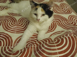 Female kitten seeking new home