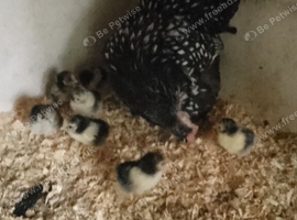 Silver laced Pekin hen and 7 chicks