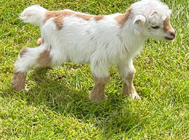 Pure Pygmy female with a kid at foot