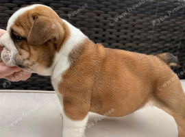 Health Bred KC Bulldogs | BOAS 0 Parents