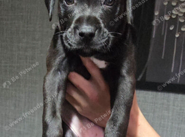 Cane corso /american blue staff