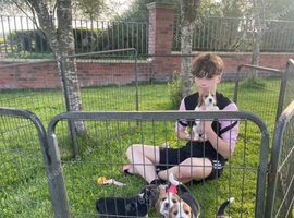 Gorgeous Healthy Raised Beagle Puppies Available