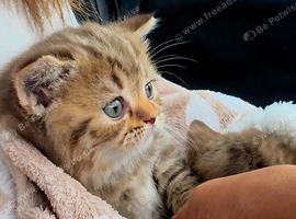Stunning British Girl Kitten