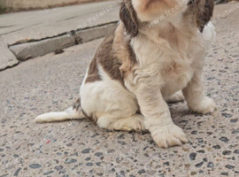 Kc show cocker spaniel