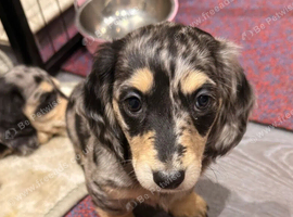 Miniature Dachshund Puppies
