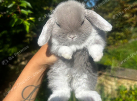 Adorable Baby Bunny&rsquo;s