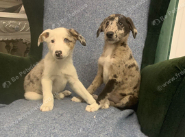 Ready now - Blue Merle Collie X Lurcher puppies