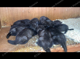 Black ferrets
