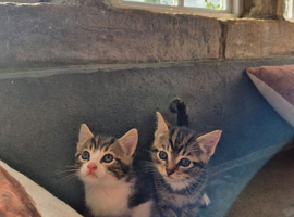 Beautiful Kittens