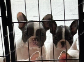 REDUCED &pound;750 LAST 2 French Bulldog pups