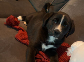Beautiful Puppy Lotus Available