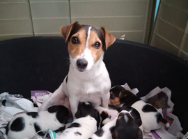 Working Jack Russell puppies for sale