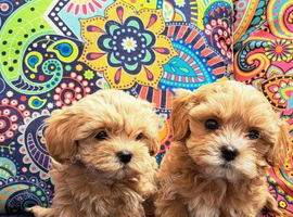 F1 korean tiny Maltipoo