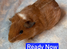 Skinny/Guinea Pigs