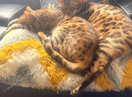 Brother & sister bengals
