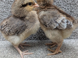 1 week old cream legbar check chicks